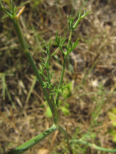 Datei:Foen vul Blatt Vir 110911 49.jpg