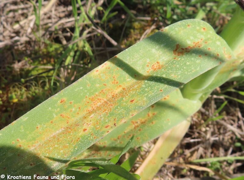 Datei:Puccinia allii (DC.) F. Rudolphi 1829 Sv Filip 240321 7275.JPG