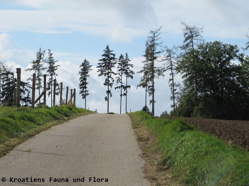 Datei:111007 61 Luckenpaint.JPG