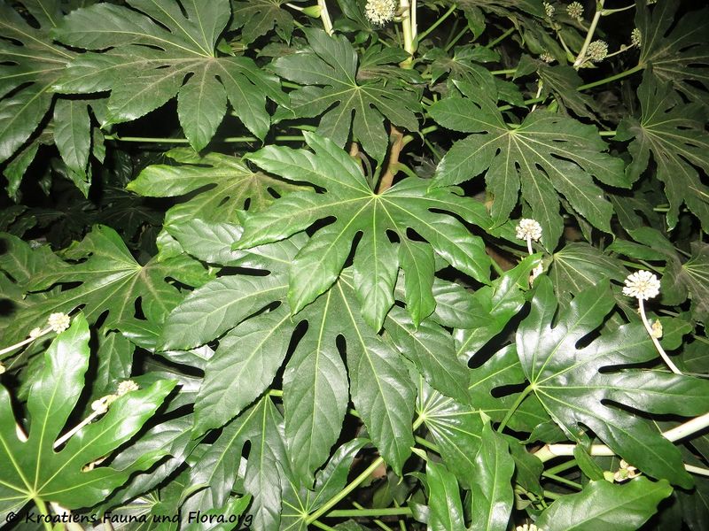 Datei:Fatsia japonica Zad Flu 171121 9938 txt.jpg