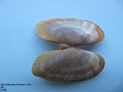 Gari depressa Pennant, 1777 - Große Sonnenmuschel, sunčev zalaz, Fundort: Vir 06/2009, Meerestier