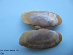 Außenseite der Schale mit dem flachen Ligament, Vir 06/2009