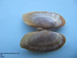 GarDep Vir 090622 01.jpg