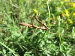 Die reife Frucht mit ihrer typischen Verwindung, Nin 08/2015