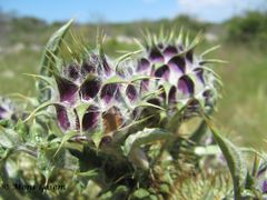 Knospen, Vir 05/2012