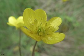 Blüte, Privlaka 04/2014