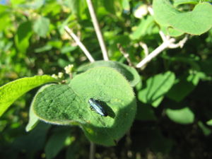 Agrilus cyanescens Ratzeburg 1837, TH 120510 586.JPG