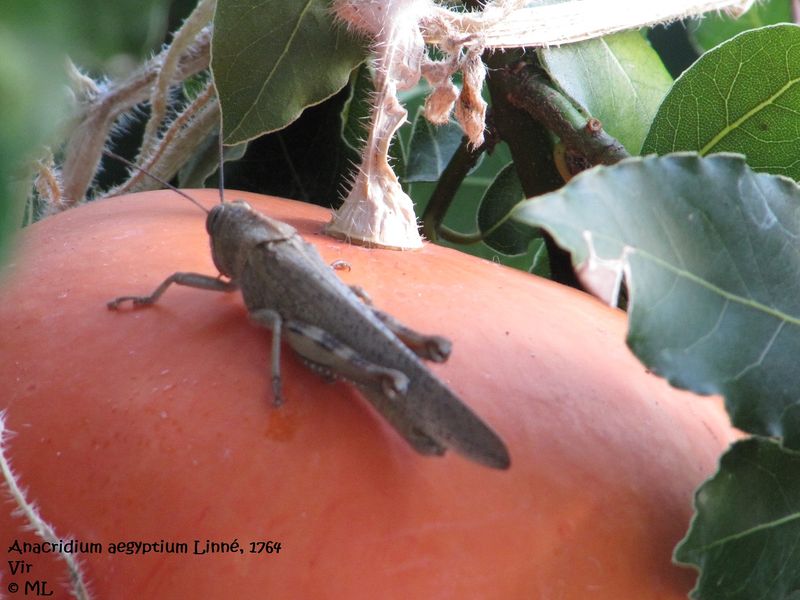 Datei:AnaAeg Vir 110903 55.jpg