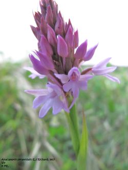 Anacamptis pyramidalis (L.) Richard, 1817, Vir 120519 210.jpg