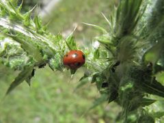 Rudelić Draga 03/2014