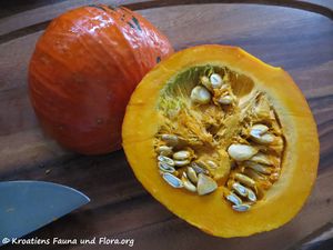 Cucurbita maxima Lamarck, 1786 Vir 171208 10259.jpg