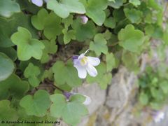 Senj – Stadtpark 04/2014