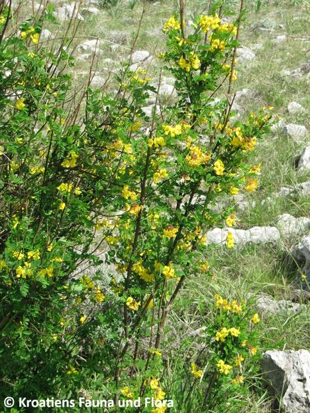 Datei:HippoEmer Leb Vir 130426 1154.JPG