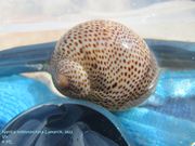 Naticarius stercusmuscarum Gmelin, 1791 - Tausendpunkt - Nabelschnecke, točkasti pupkar, Fundort: Vir 09/2011, Meerestier