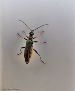 OedemFlavi Vir 160623 8948 D.jpg