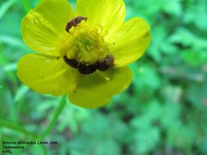 Byturus ochraceus Linné 1758 TH 120510 638.jpg