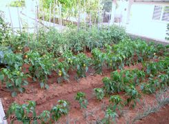 Im Beet, Vir 06/2011