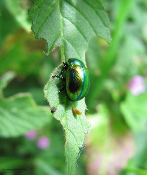 ChrysoFast Wolk 130902 3817.jpg