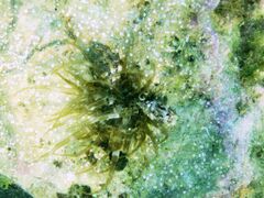 Mit Sagartia troglodytes Price in Johnston, 1847, Vir 09/2012