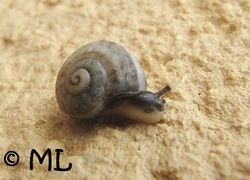 Jungtier, Vir 12/2013