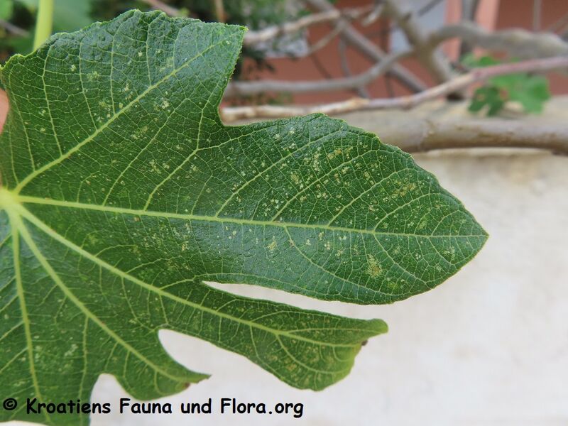 Datei:Ficocyba ficaria Horváth, 1897 Vir 230627 4104.JPG