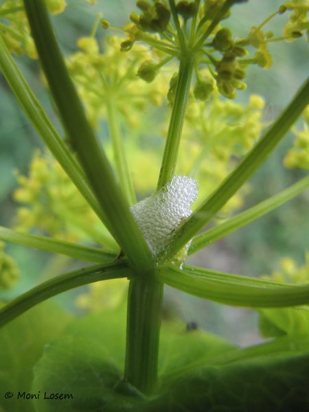 Datei:Foe vul Zikade SeNe 140406 1617.jpg