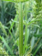 Stängel, Wolkering 06/2012