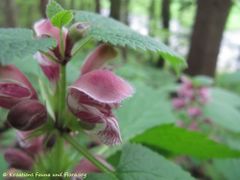 Einzelblüte, Slowenien – Ribnica, 04/2016