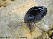 Mytilus galloprovincialis Lamarck, 1819 - Miesmuschel, dagnja, Fundort: Otok Vir 05/2014, Meerestier