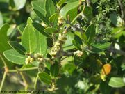 Phillyrea latifolia Linné, 1753 - Breitblättrige Steinlinde, širokolisna komorika. Fundort: Vir 03/2017, Zierpflanze