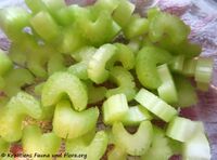 Staudensellerie 201127 1661.jpg