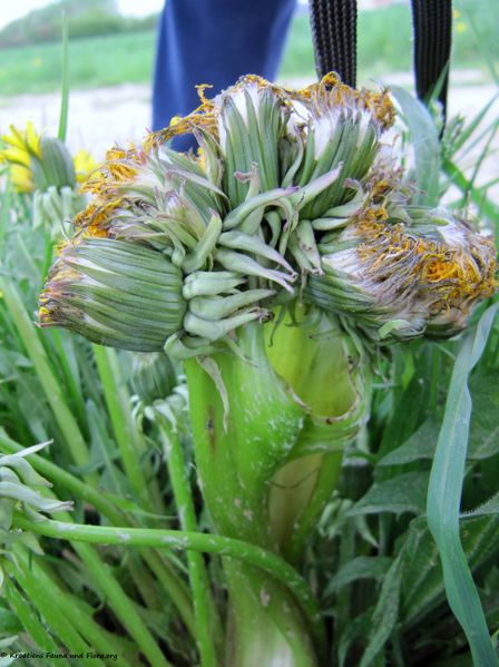 Datei:Taraxacum officinale Wiggers, 1780 TH 120429 542.jpg