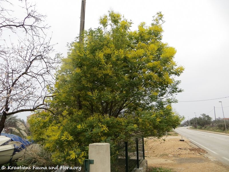 Datei:Acacia dealbata Link, 1822 SvFiJa180129 10652 txt.jpg