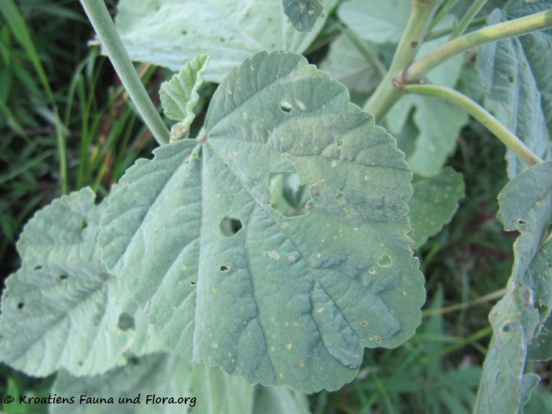 Datei:Althaea officinalis Linné, 1753 Vran 140715 4961.jpg