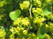 Paliurus spina-christi Miller, 1768 - Echter Christusdorn, drača Fundort: Vir 05/2012, Essbare Pflanze, Heilpflanze, Zierpflanze