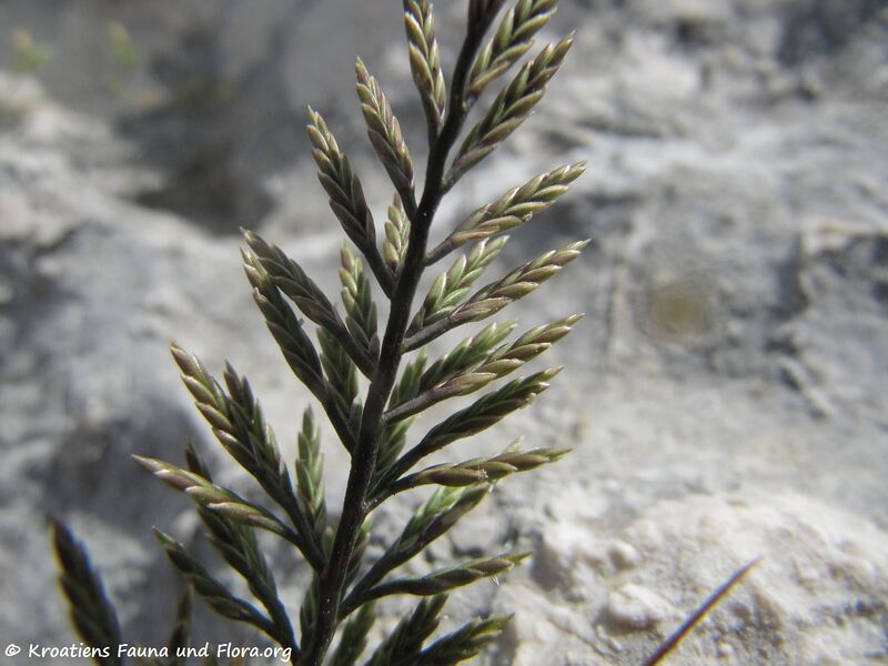 Datei:Catapodium rigidum Vrs 140519 3405.jpg