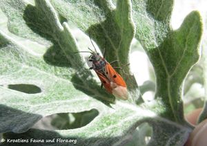 Lygaeus creticus Lucas, 1854 Vir 150417 0232.jpg