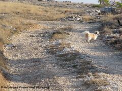 Bergziege Puschel , Rtina - Miletići