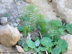 EquiTel Grbe 170510 7504.jpg