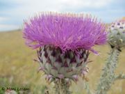 Illyrische Esels-Distel, ilirski kravačac. Fundort: Vir 06/2014