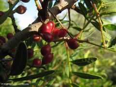 Unreife Früchte, Vir 09/2011