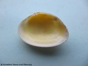 Polititapes aureus Gmelin, 1791 - Goldene Teppichmuschel, kućica, Fundort: Otok Vir 06/2009, Meerestier