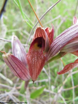 SerapiasVomera Blü1 Priv 140511 3129.jpg