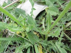 Befallen von Cercospora molucellae Bremer & Petr., Sydowia, 1947, Vir 05/2017