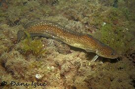 210215 Gaidropsarus mediterraneus 6.jpg