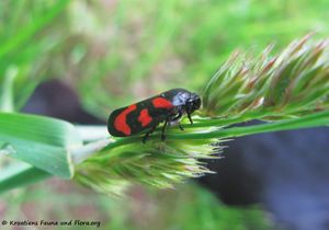 CercopVul Rötz 150522 0782.jpg