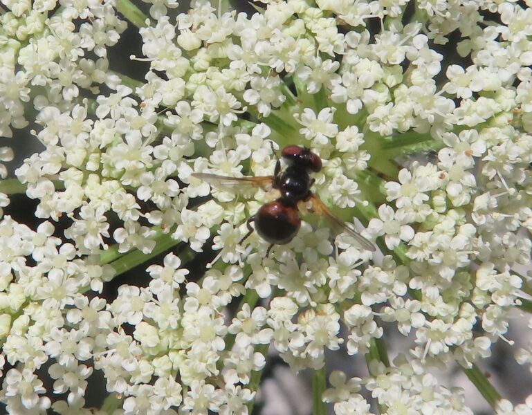 Datei:Gymnosoma rotundatum Linné, 1758 Vir 230715 4205 D.JPG