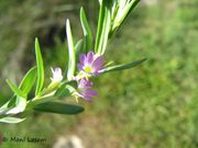 Lythrum tribracteatum Salzm. ex Spreng., 1827 - vrbica troperkasta. Fundort: Vir, Gefährdete Pflanze