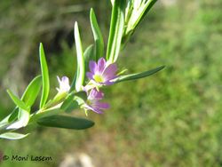 Lyth tri Vir 140518 3297.jpg