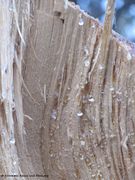 Harzaustritt nach Verletzung des Stammes, Vir 09/2011